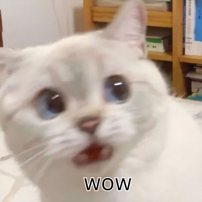 meme wow mèo xinh