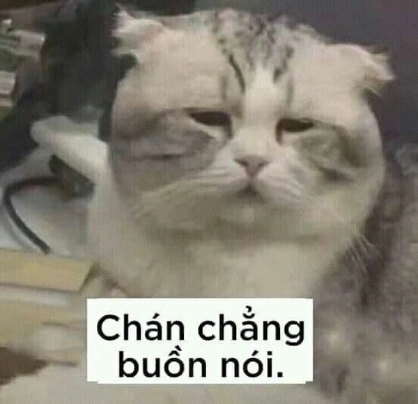 meme buồn 24