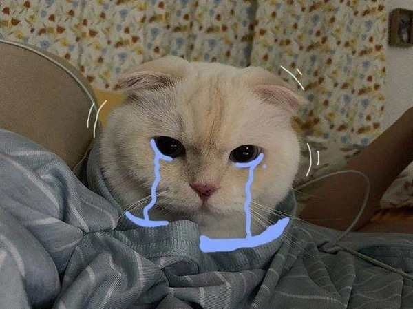meme buồn 30