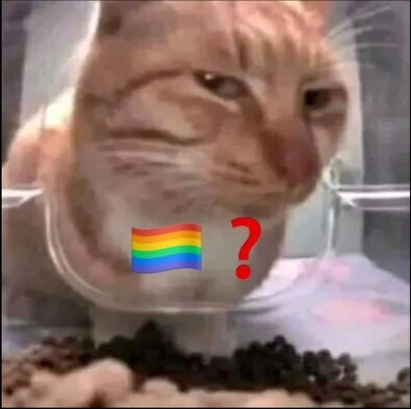 meme gay 1
