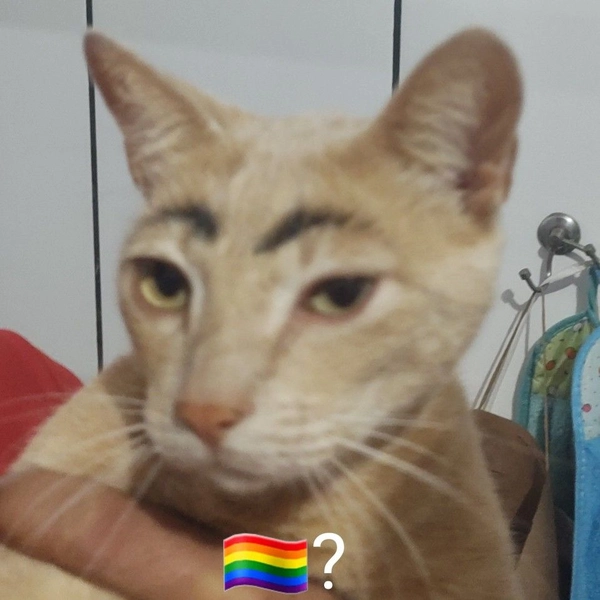 meme gay 10