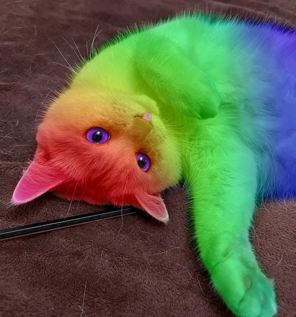 meme gay 15