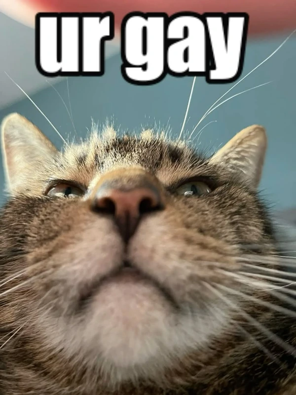 meme gay 18