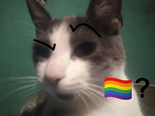 meme gay 19