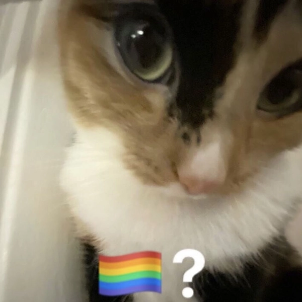meme gay 21