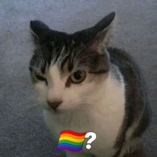 meme gay 29