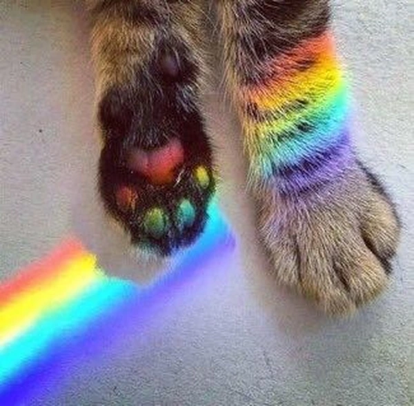 meme gay 3