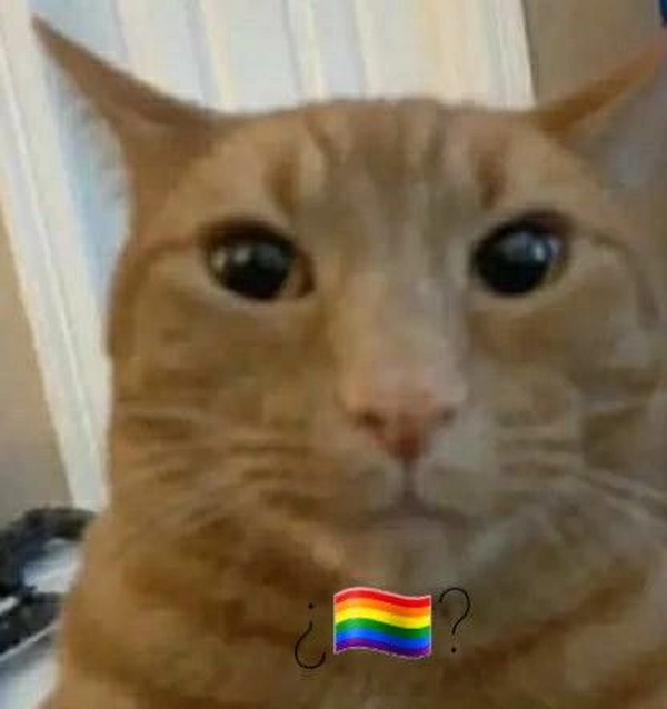 meme gay 31