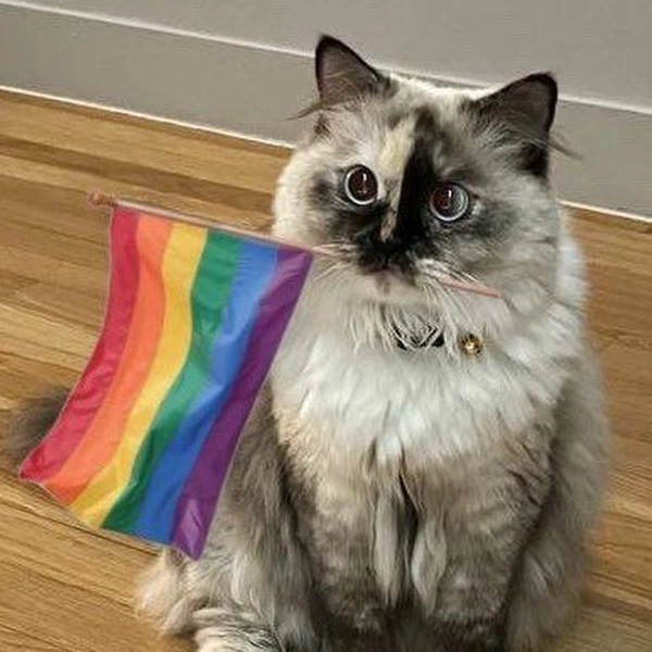meme gay 32