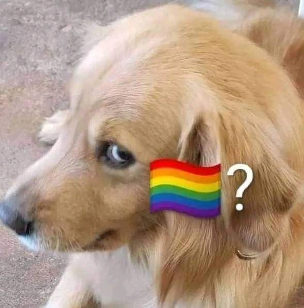 meme gay 33