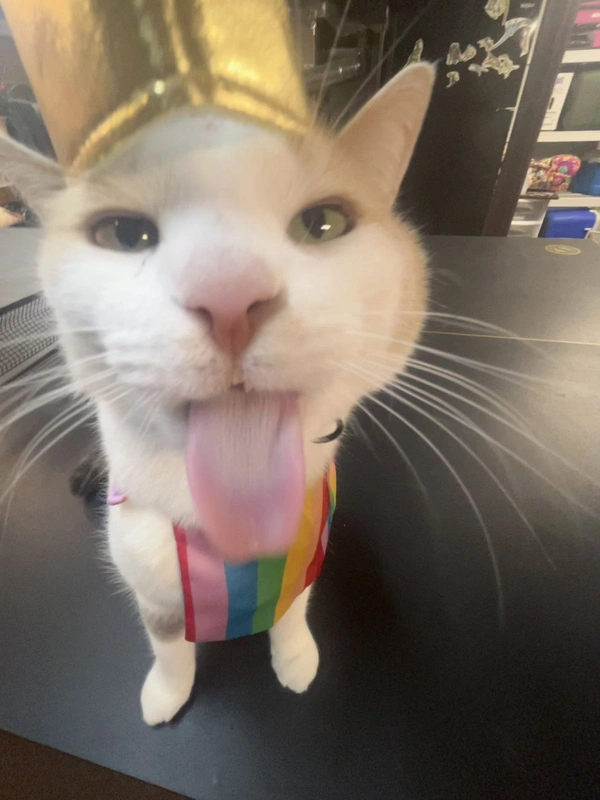 meme gay 34