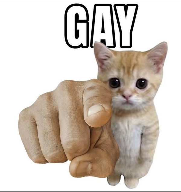 meme gay 4