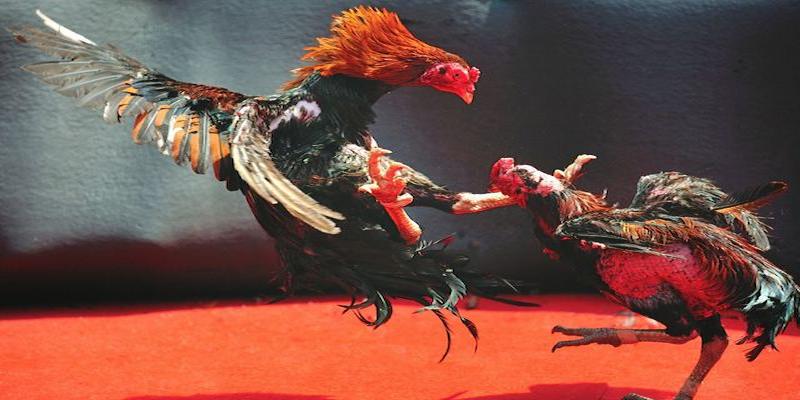 Kinh-nghiem-quan-trong-cho-nguoi-choi-da-ga-Ku-bet