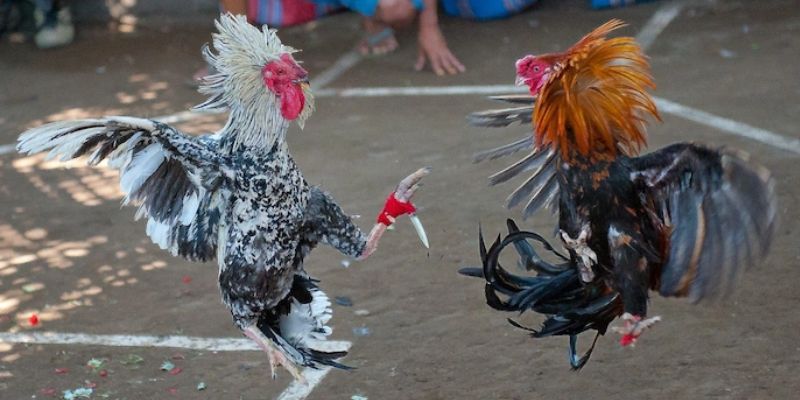 Thong-tin-tong-quan-ve-da-ga-Kubet