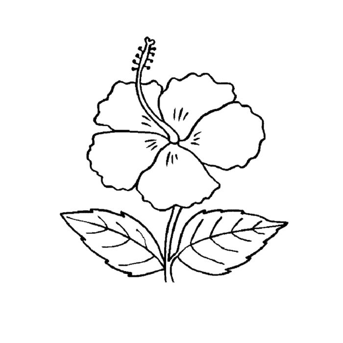 tranh tô màu bông hoa 5 cánh 17