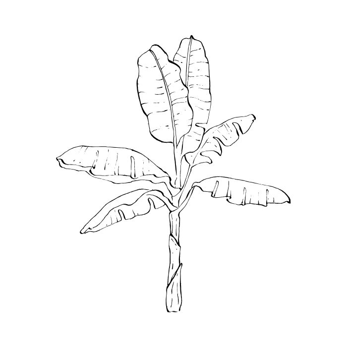 tranh tô màu cây xanh 30