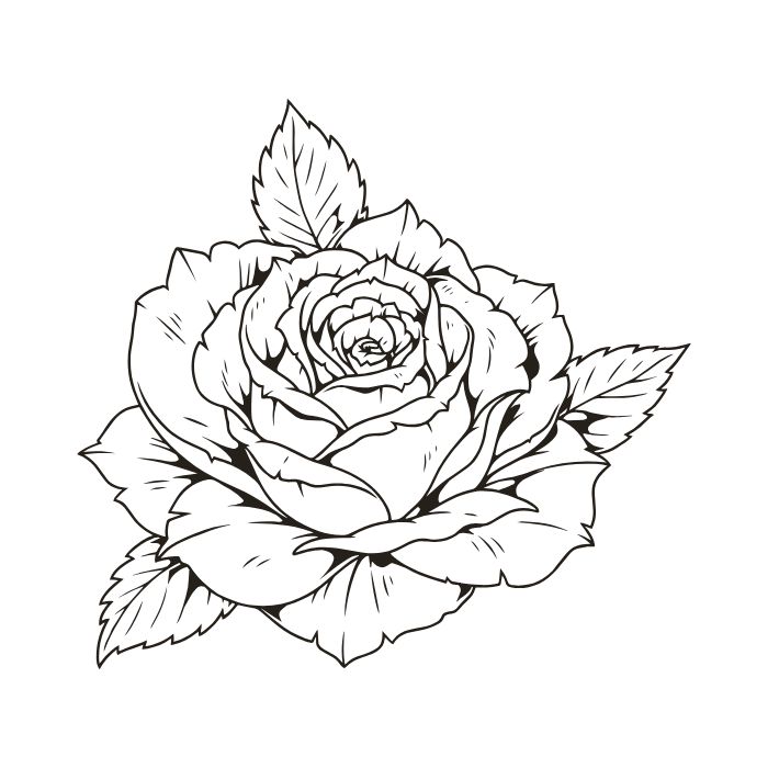 tranh tô màu hoa hồng 19