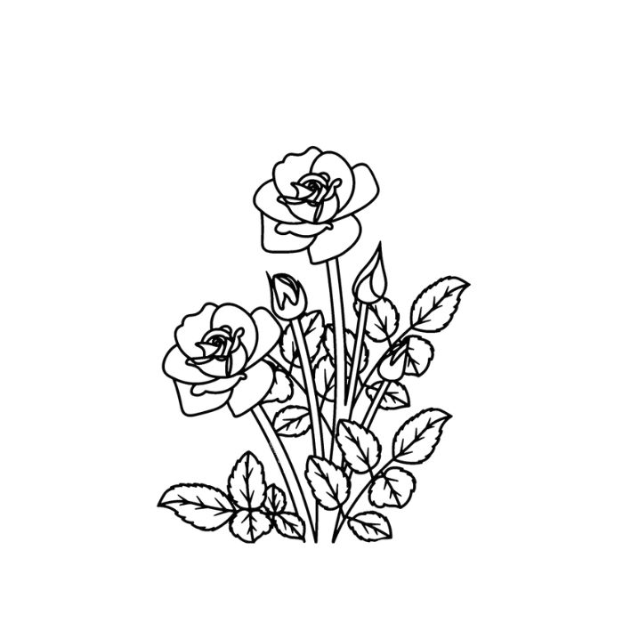 tranh tô màu hoa hồng 23