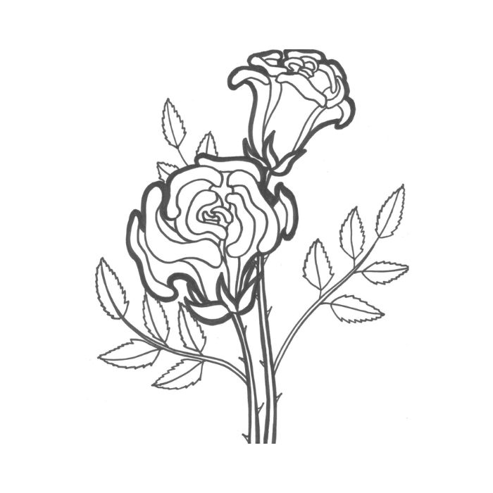 tranh tô màu hoa hồng 5