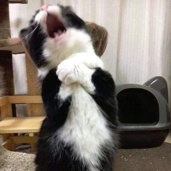 ảnh chế meme đau tim hài hước dễ thương