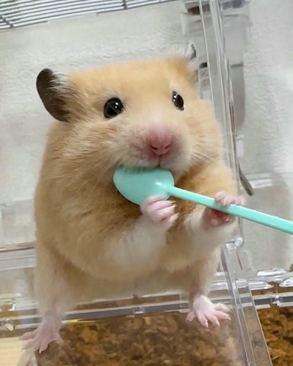 ảnh hamster meme đáng yêu hài