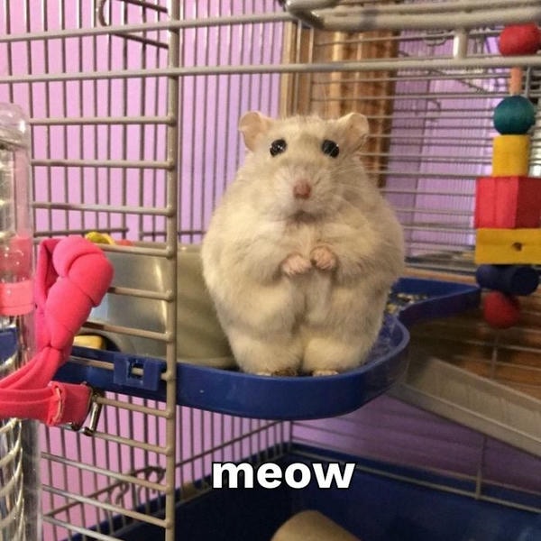 ảnh hamster meme đáng yêu