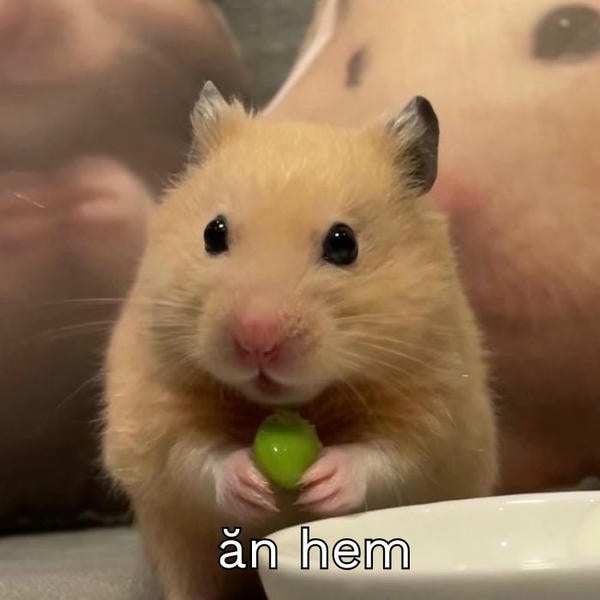 ảnh hamster meme dễ thương