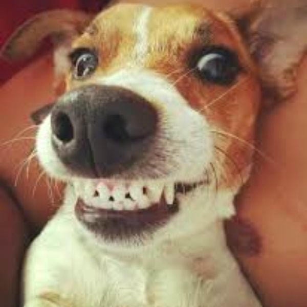 ảnh meme chó cười đểu