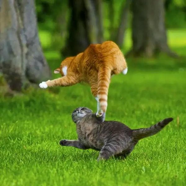 ảnh meme đánh nhau hài hước