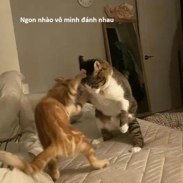 ảnh meme đánh nhau siêu hài