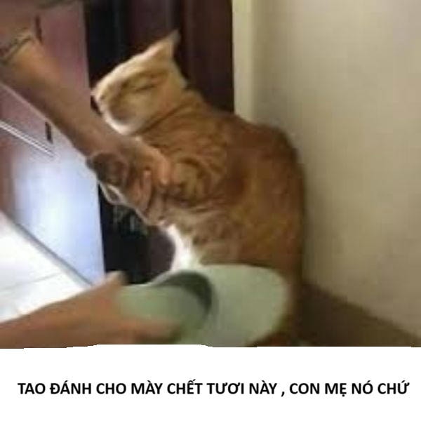 ảnh meme đánh nhau troll