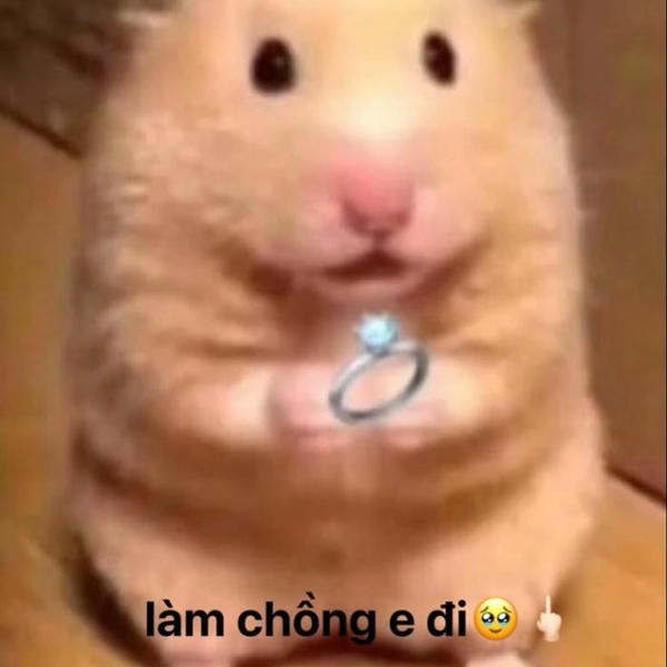 ảnh meme hamster đáng yêu nhất