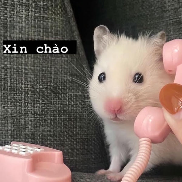 ảnh meme hamster đáng yêu