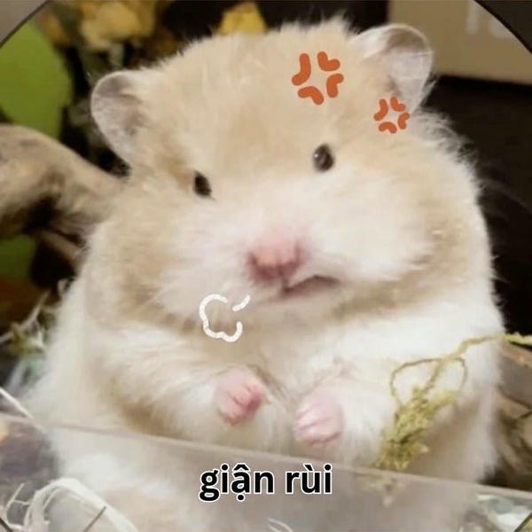 ảnh meme hamster dễ thương nhất