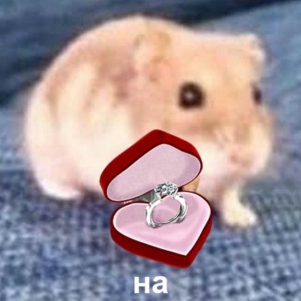 ảnh meme hamster siêu dễ thương