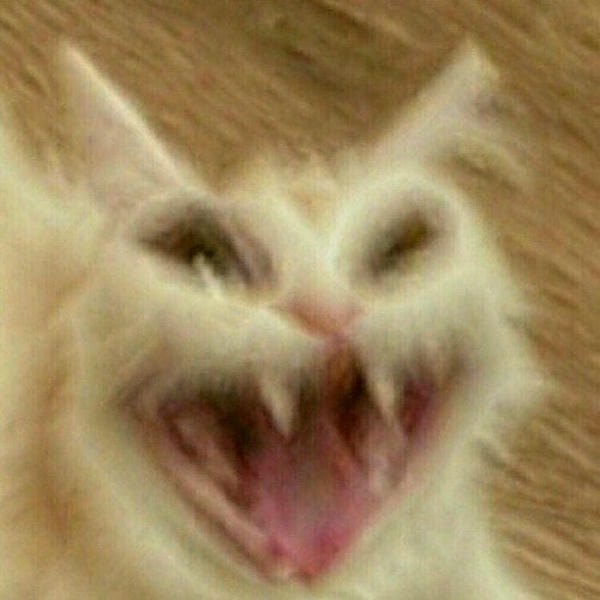 ảnh meme mèo cười chế hài