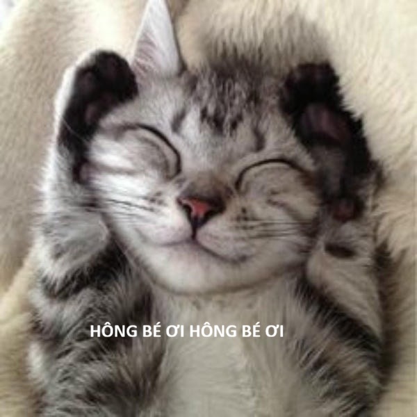 ảnh meme mèo cười cute hài