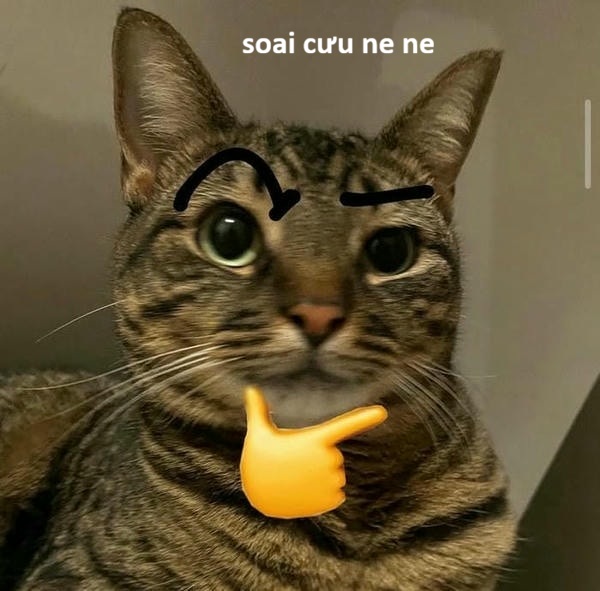 ảnh meme mèo cười cute nhất