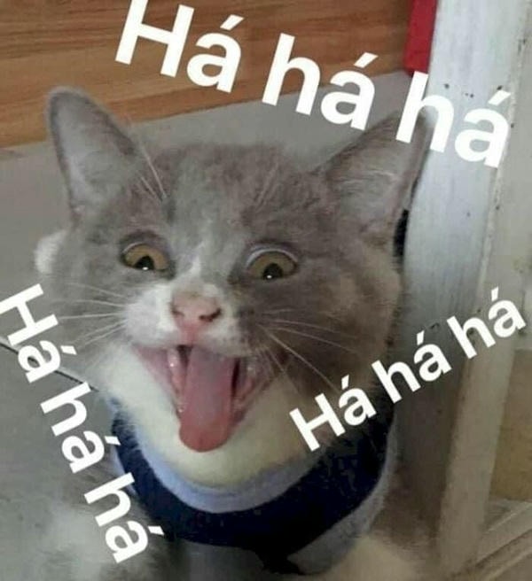 ảnh meme mèo cười đểu hài độc