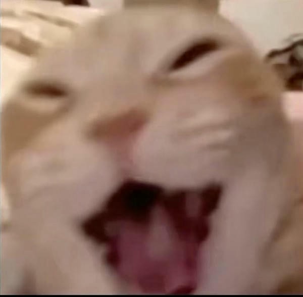 ảnh meme mèo cười đểu hài nhất