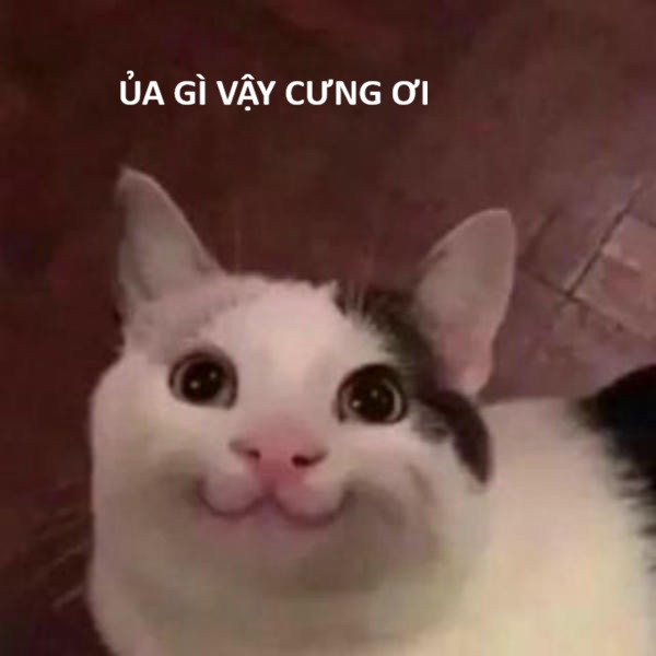 ảnh meme mèo cười hài bựa