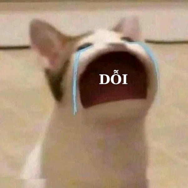 ảnh meme mèo khóc đáng yêu nhất