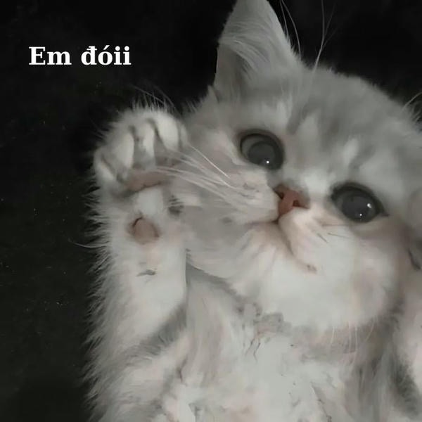 ảnh mèo bựa dễ thương