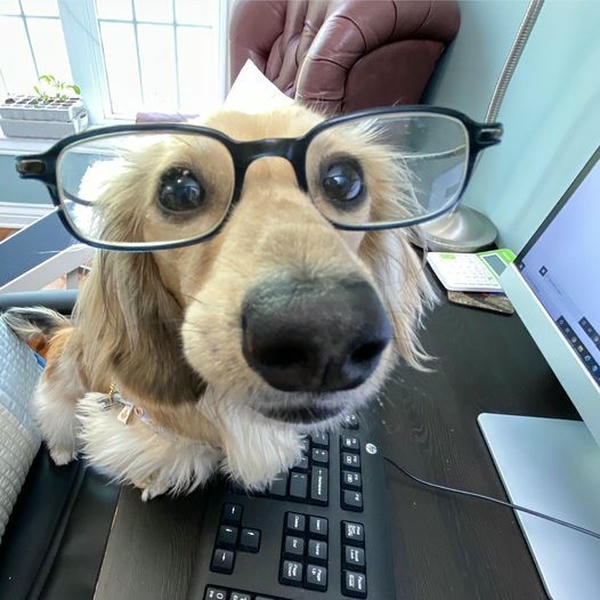 chó đeo kính
