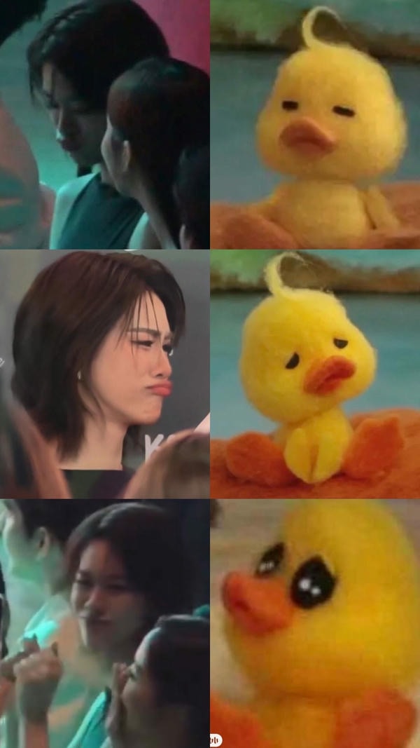 con vịt vàng meme