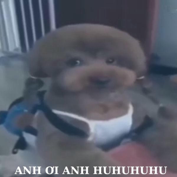 dog meme anh ơi