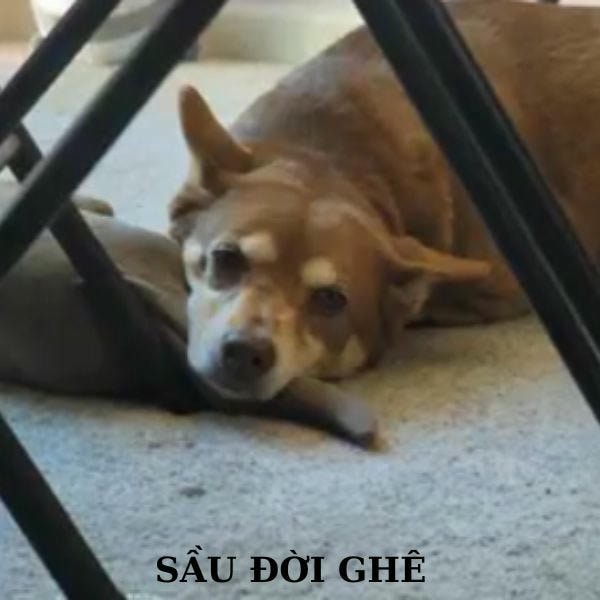 dog meme buồn