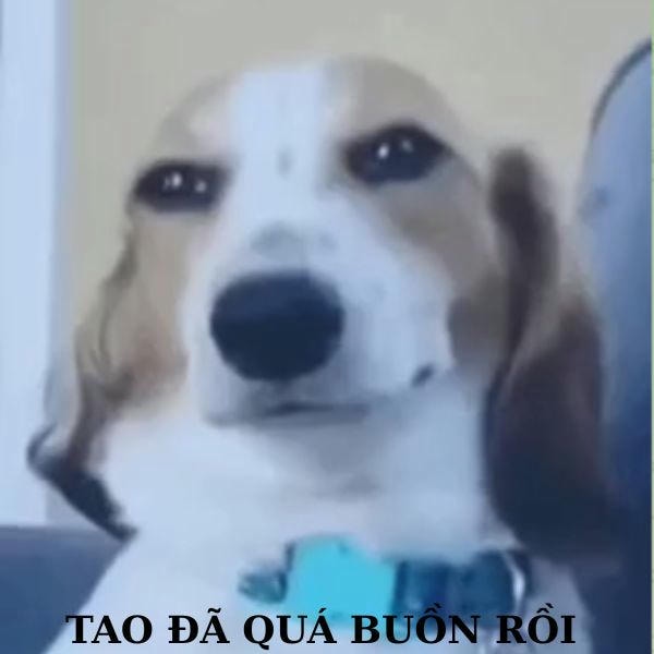 dog meme đã