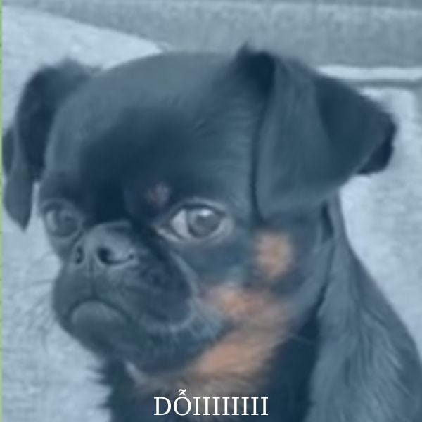 dog meme dỗi rùi