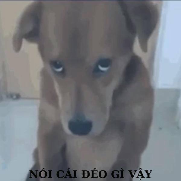 dog meme nói cái gì vậy
